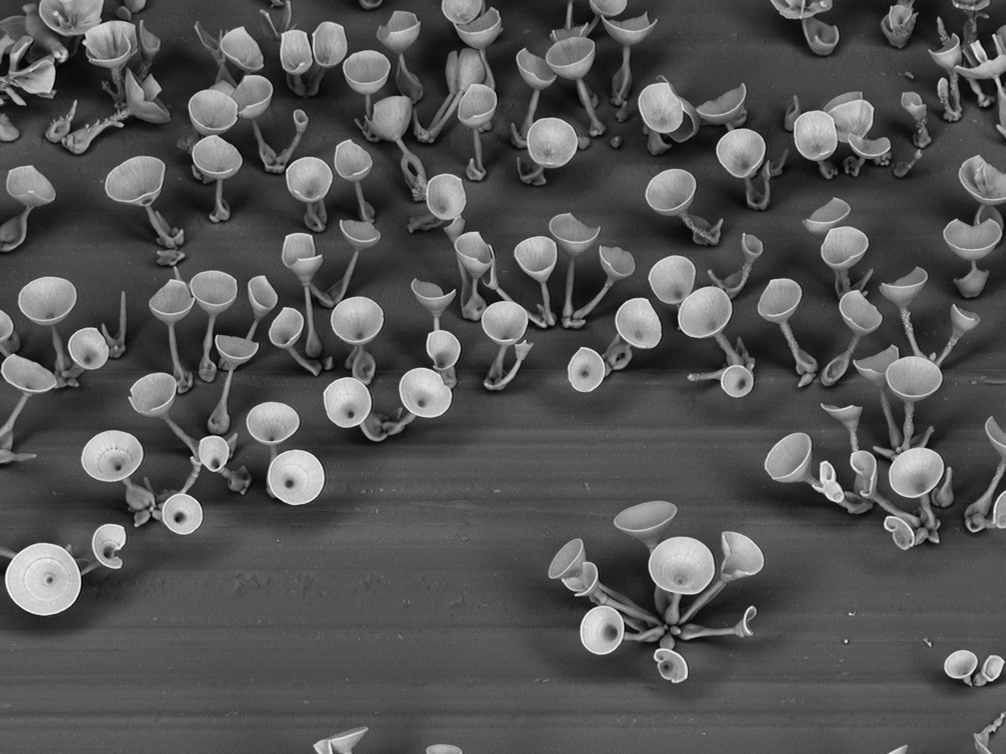 Rationally designed microstructures 2
