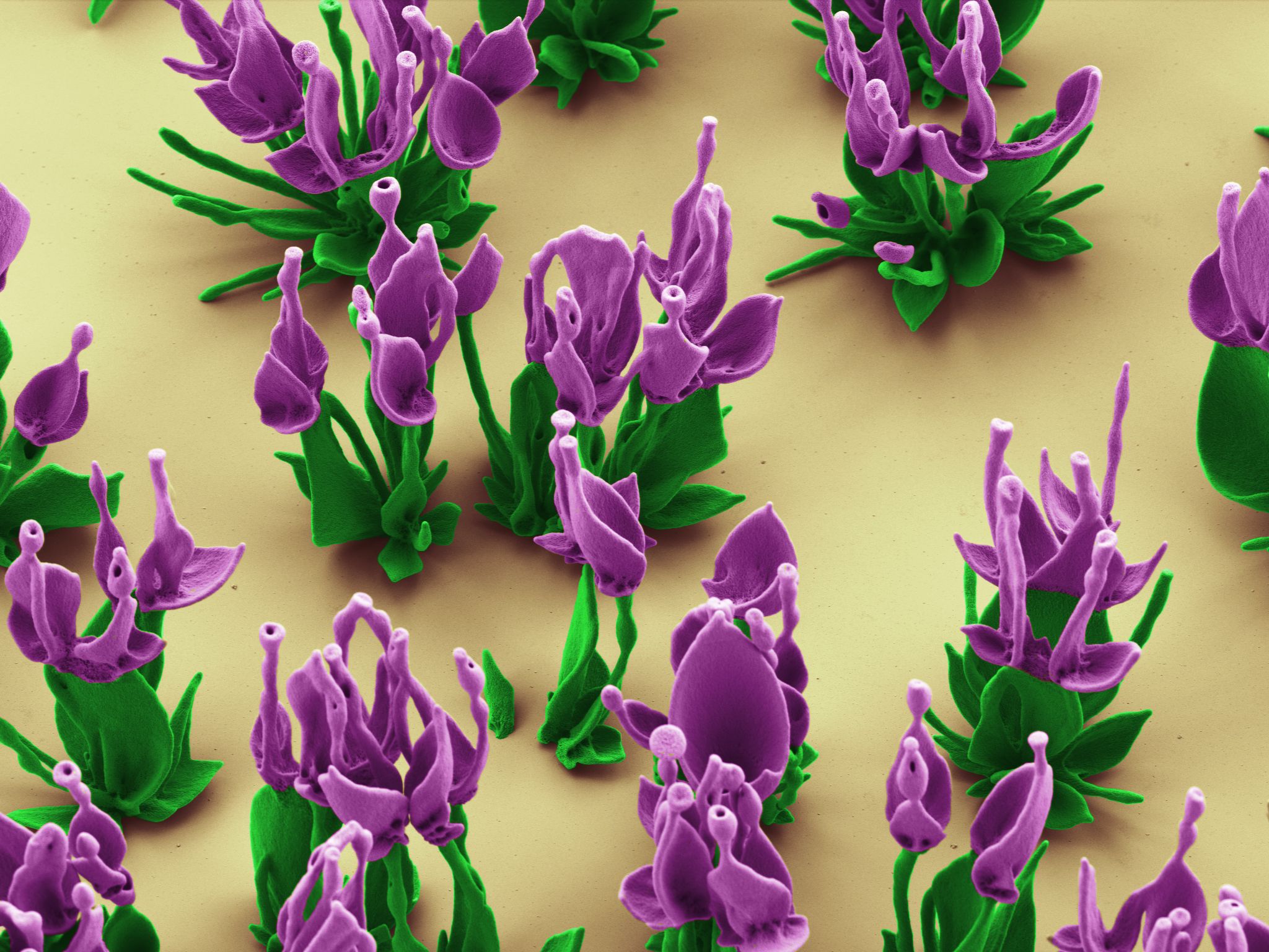 Rationally designed microstructures 4