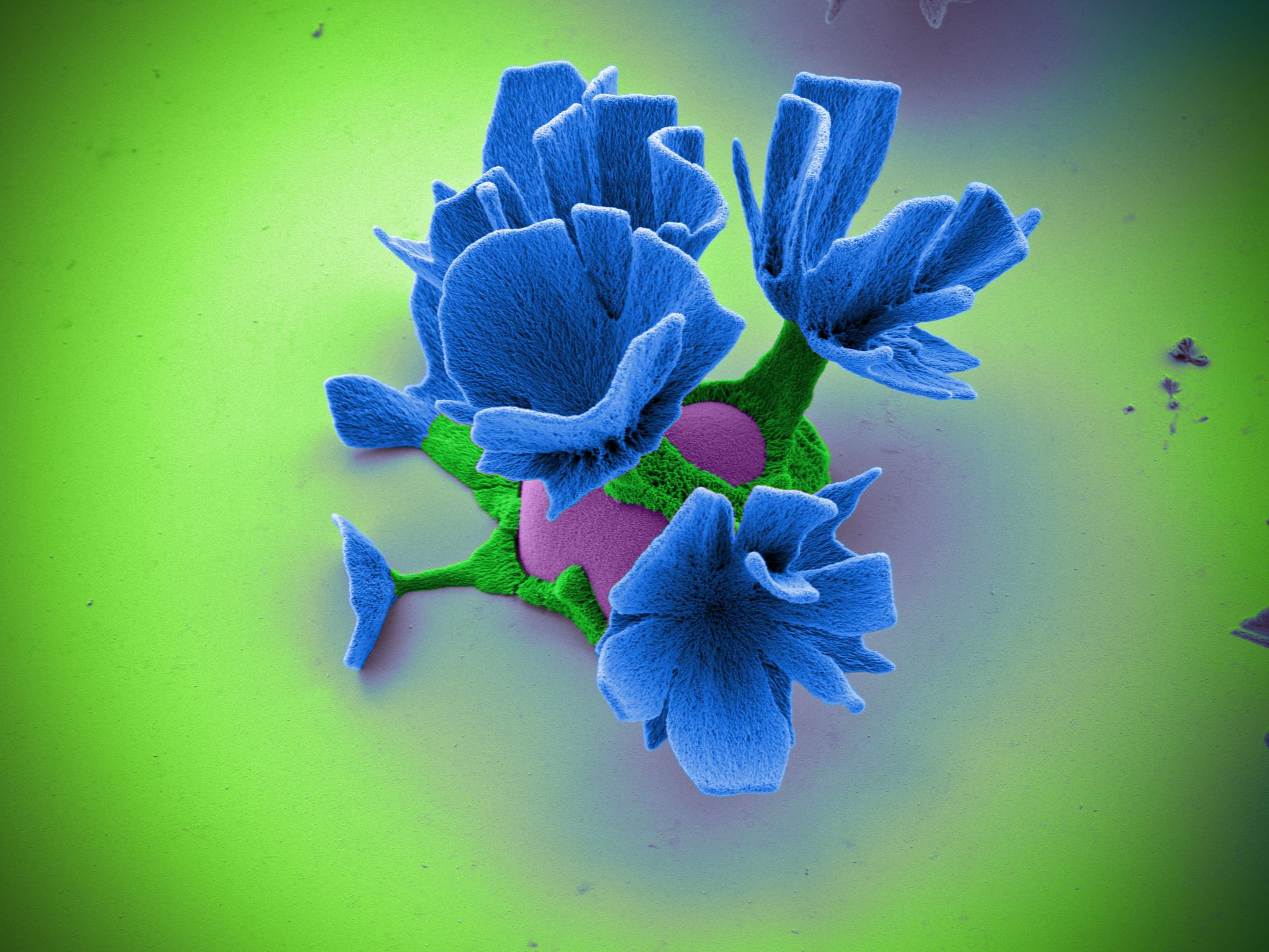 Rationally designed microstructures 5