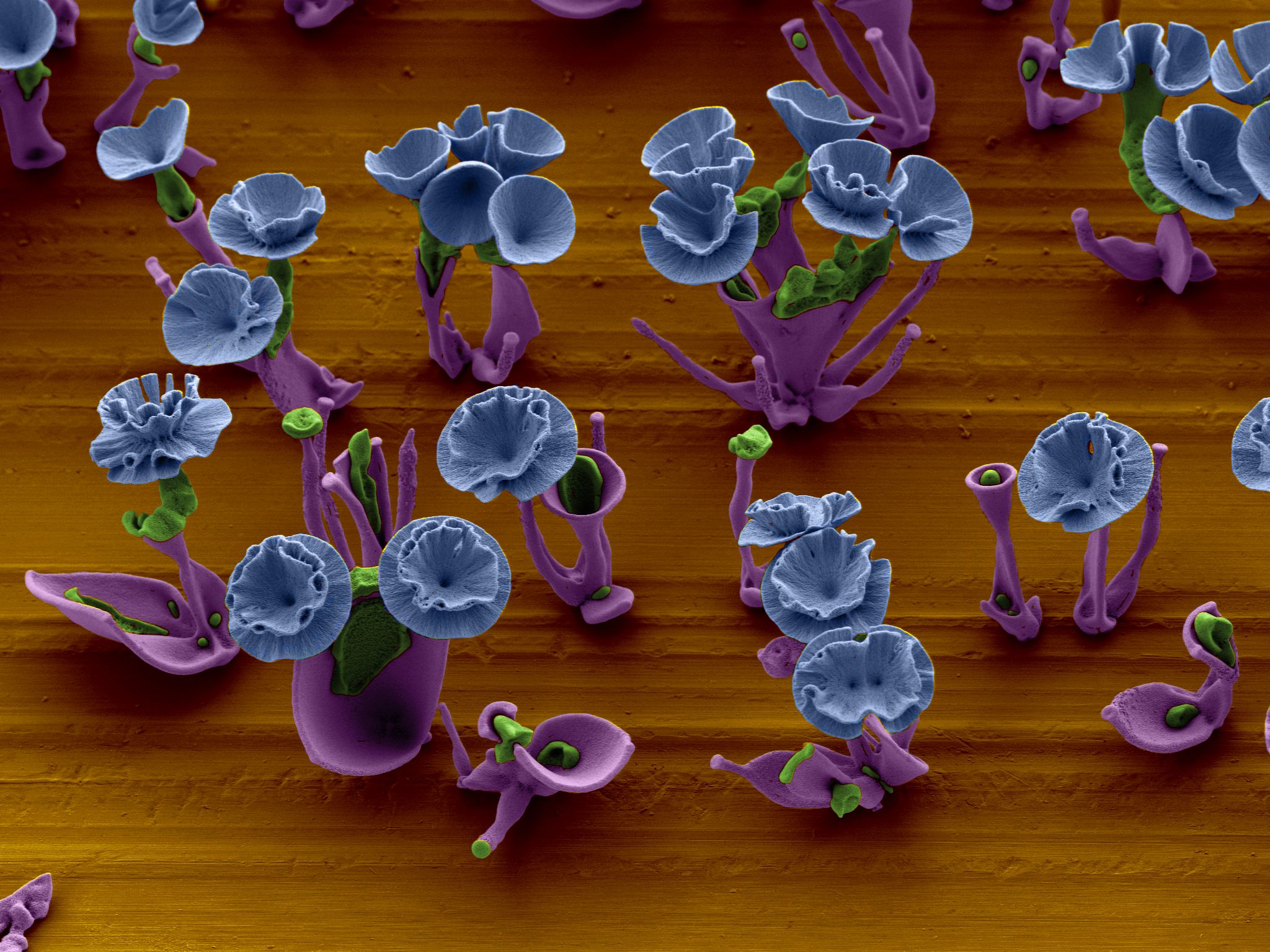 Rationally designed microstructures 3