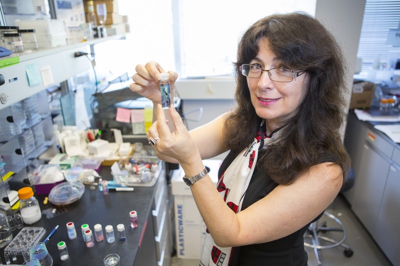 Joanna Aizenberg elected member of National Academy of Engineering ...