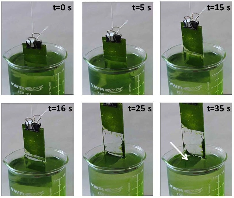 Fig. 2: A SLIPS-coated surface submerged