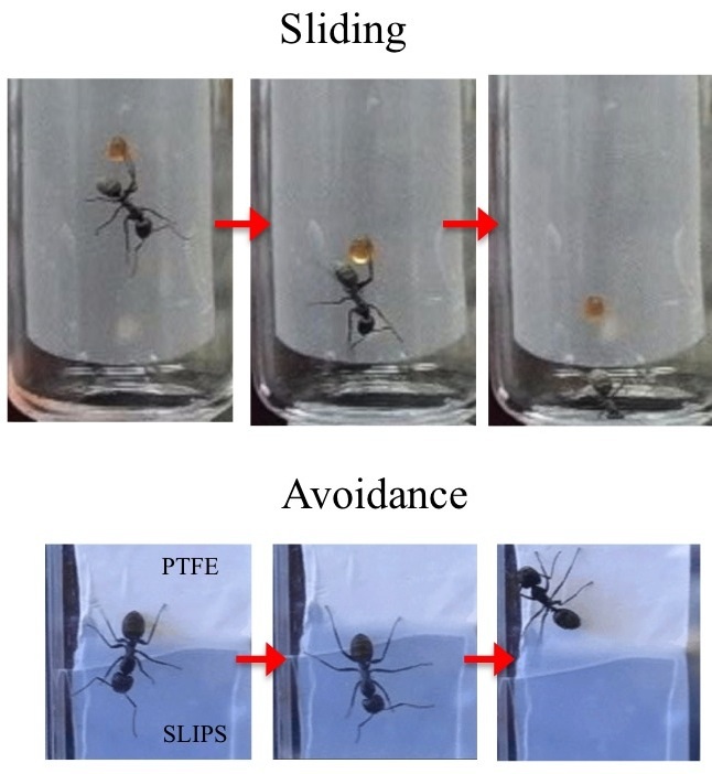 Fig. 5: In addition to proteins