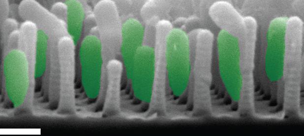 Bacterial communities on periodic nanostructures 1