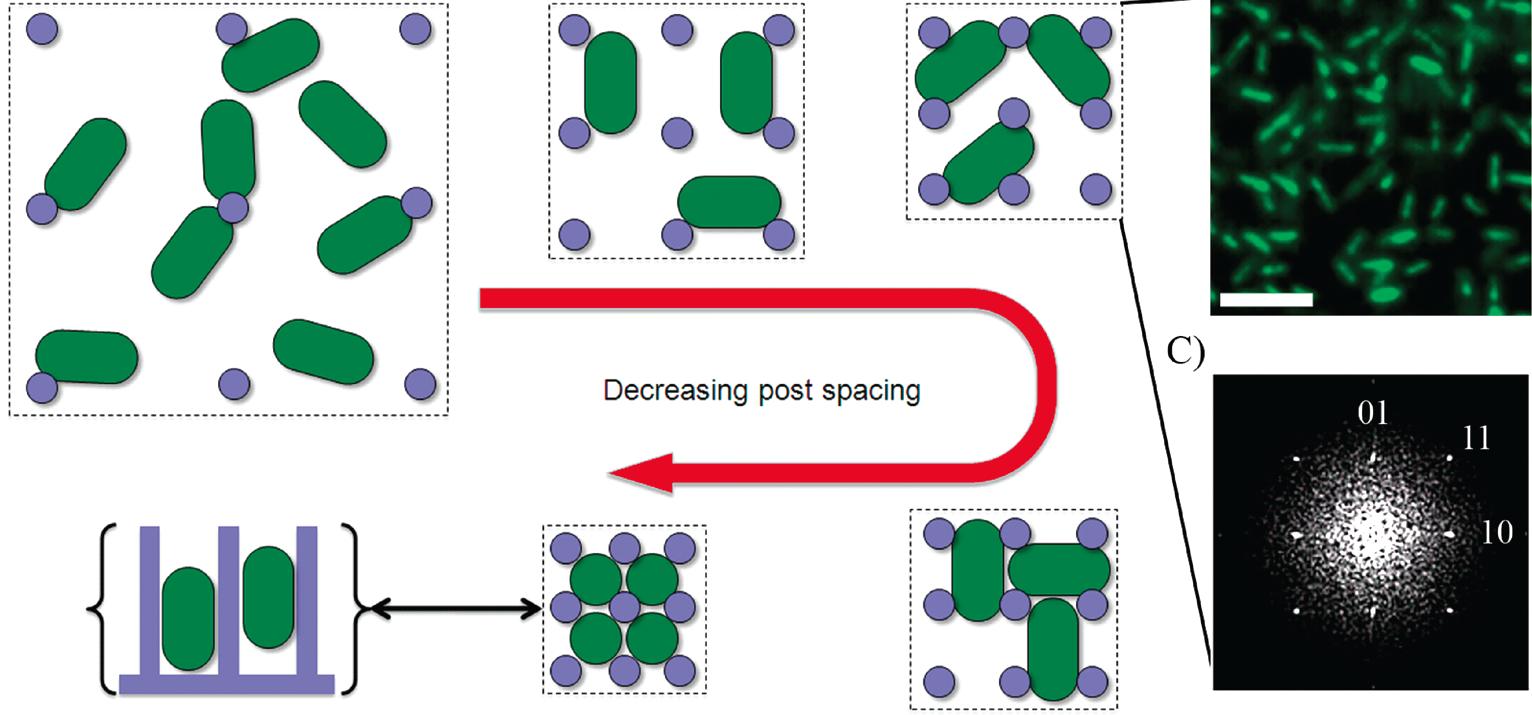 Bacterial communities on periodic nanostructures 2