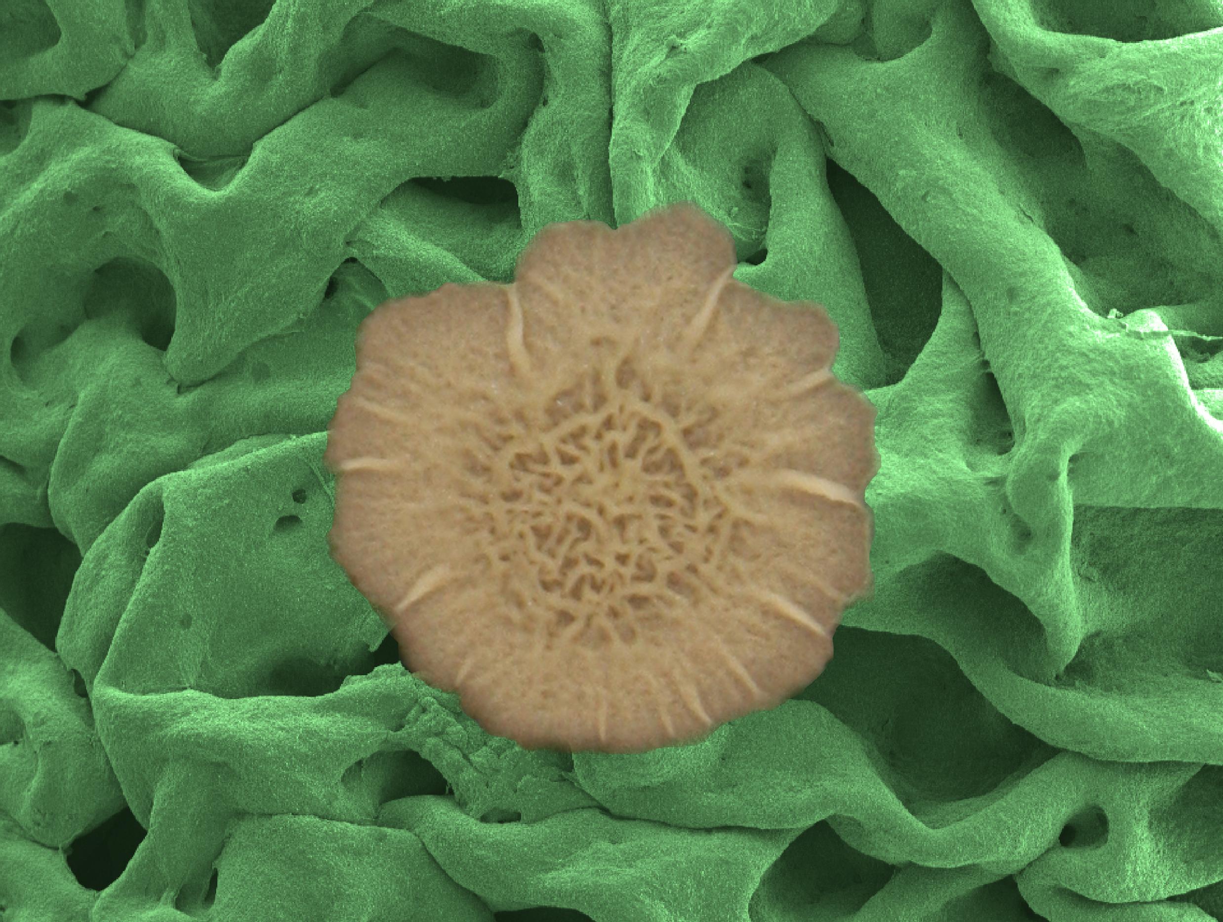 Biofilm liquid-repellence 2