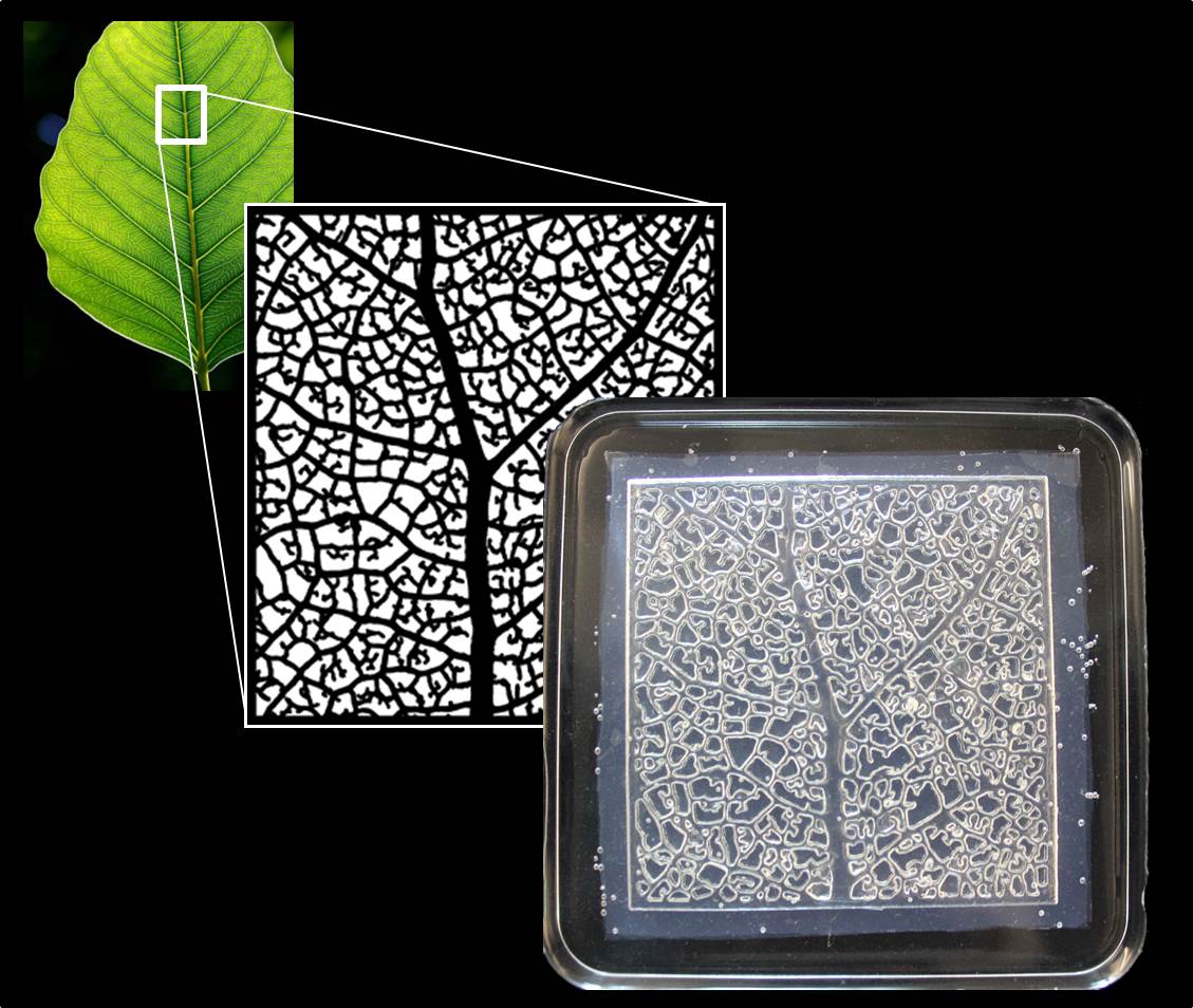 Bio-inspired vascularized