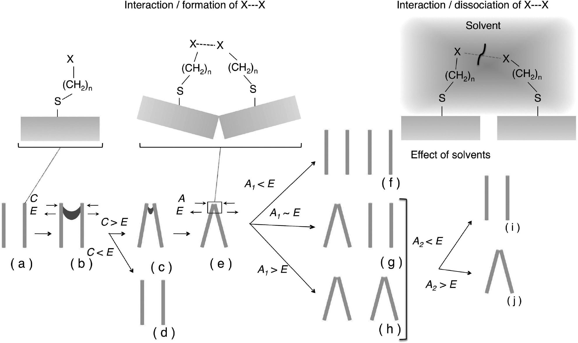 Dynamic and reversible self-assembly 2