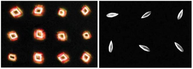Orientation, morphology, and patterning 1