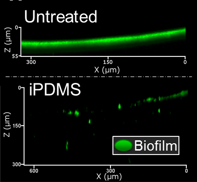 Fig. 7: Bacteria readily form a ~40 µm