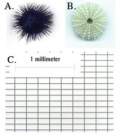 Marine larval settlement 1