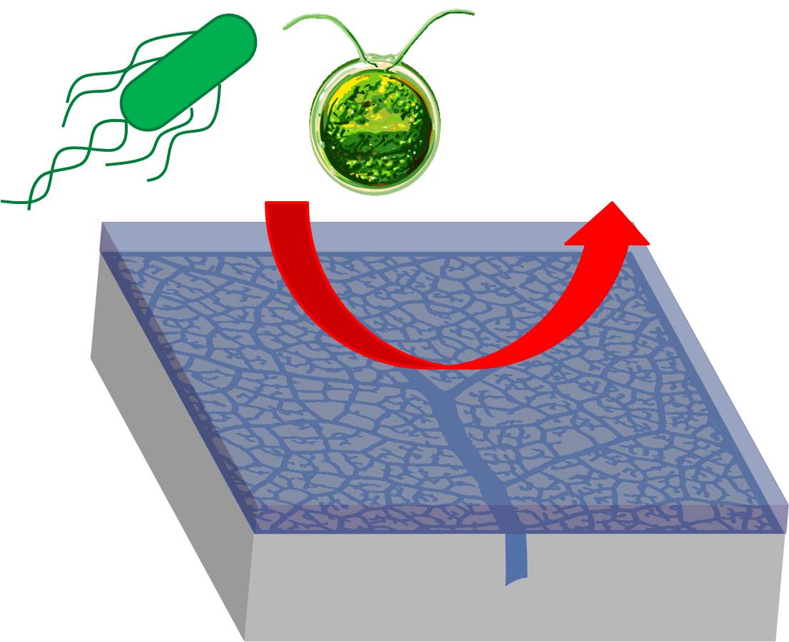 Bio-inspired vacularized