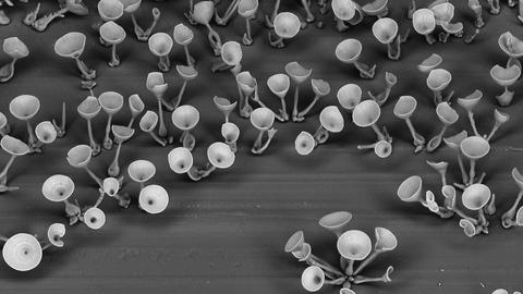 Rationally designed microstructures 2