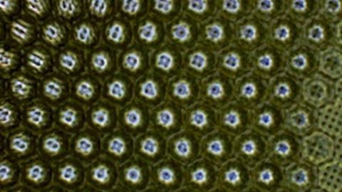 2010_soft_matter_microbristle_in_gel_cover.jpg