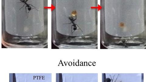 Fig. 5: In addition to proteins