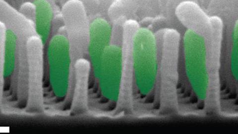 Bacterial communities on periodic nanostructures 1