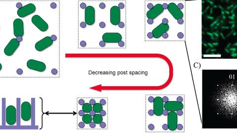Bacterial communities on periodic nanostructures 2