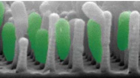 bionanointerfaces_0.jpg