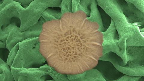 Biofilm liquid-repellence 2