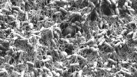 Bacterial communities on periodic nanostructures 3