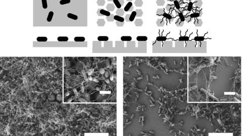 Flagella-surface interactions 1