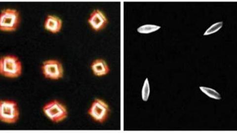 Orientation, morphology, and patterning 1