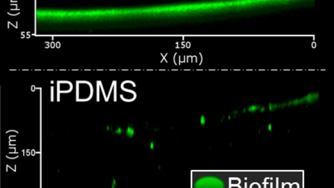 Fig. 7: Bacteria readily form a ~40 µm