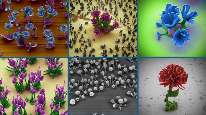 Microstructures_boquet